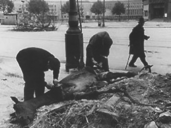 Passanten zerlegen im Mai 1945 einen Pferdekadaver im Berliner Bezirk Tempelhof