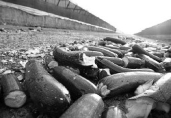 Entsorgung von Zucchini: Lieber Lebensmittel verrotten lassen, als den Hungernden helfen. Statt „Rin mit die Schrippen in die Feuersbrunst“ (wie es im berühmten Lied heißt) stecken sie heute die Nahrung in den Tank. Und nicht vergessen: „Sie werfen den Weizen ins Feuer, sie werfen den Kaffee ins Meer. Und wann werfen die Sä­ckeschmeißer Die fetten Räuber hinterher? Siehst du, das hat’n Sinn, mein Junge!“