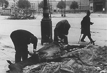 Passanten zerlegen im Mai 1945 einen Pferdekadaver im Berliner Bezirk Tempelhof.